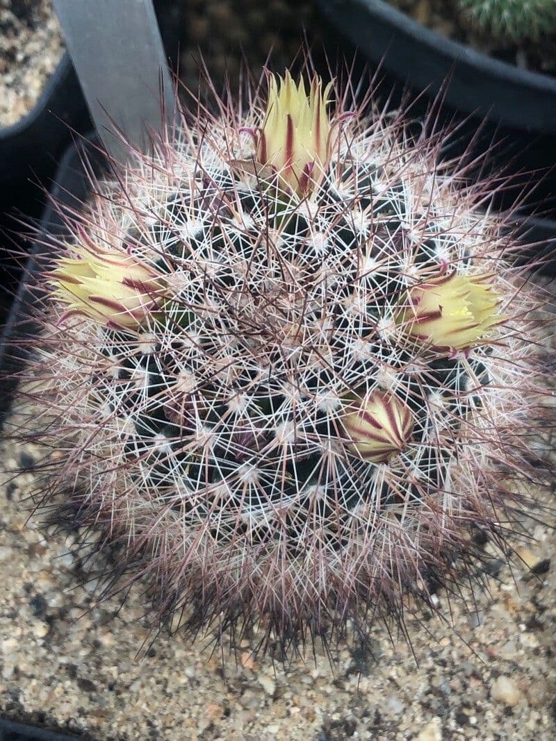 Mammillaria