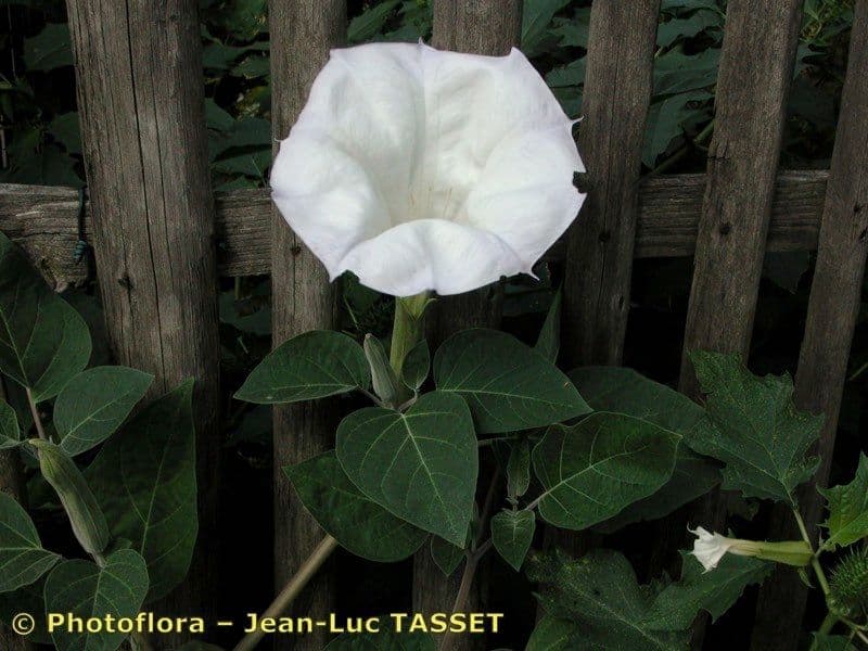 Datura di Wright 27