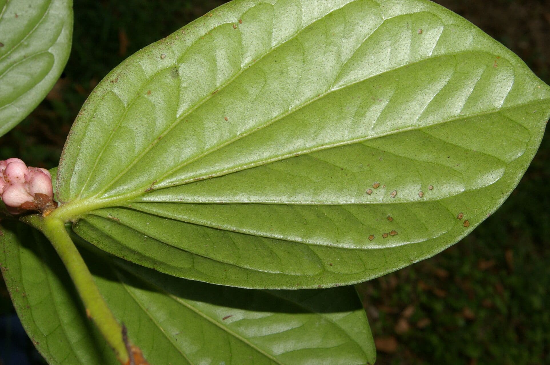 Cavendishia ascellare 7