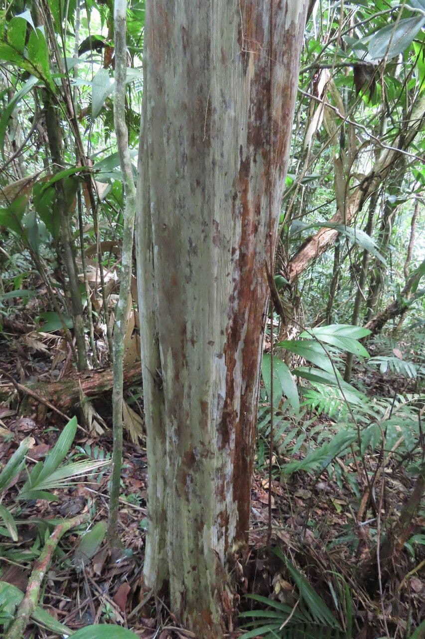 Myrciaria
