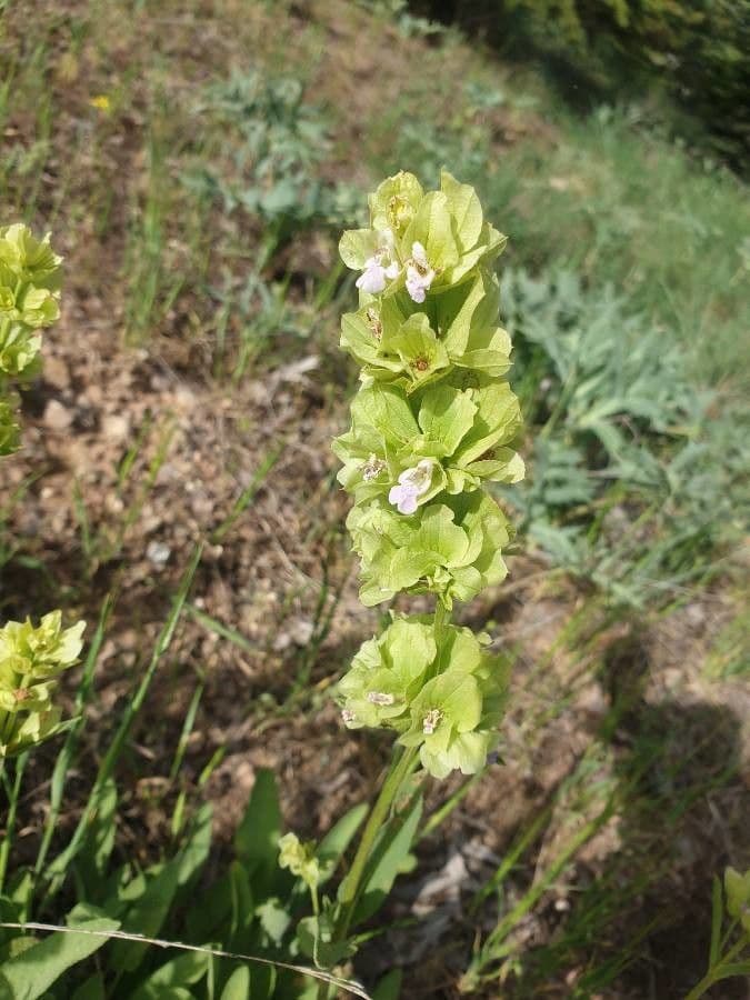 Salvia 4