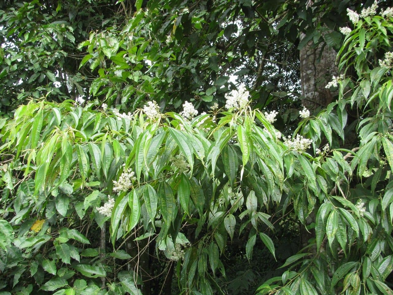 Miconia minutiflora 6