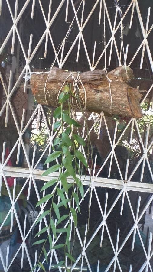 Dendrobium 7