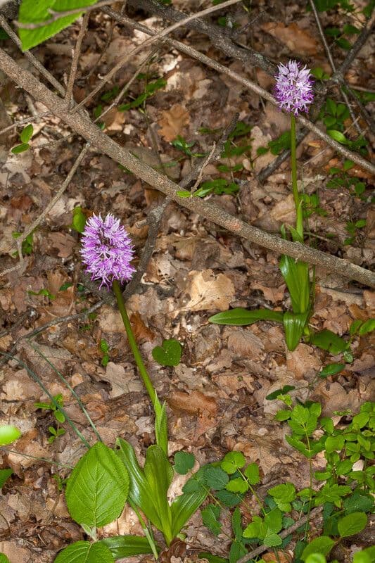 Orchide scimmia 19