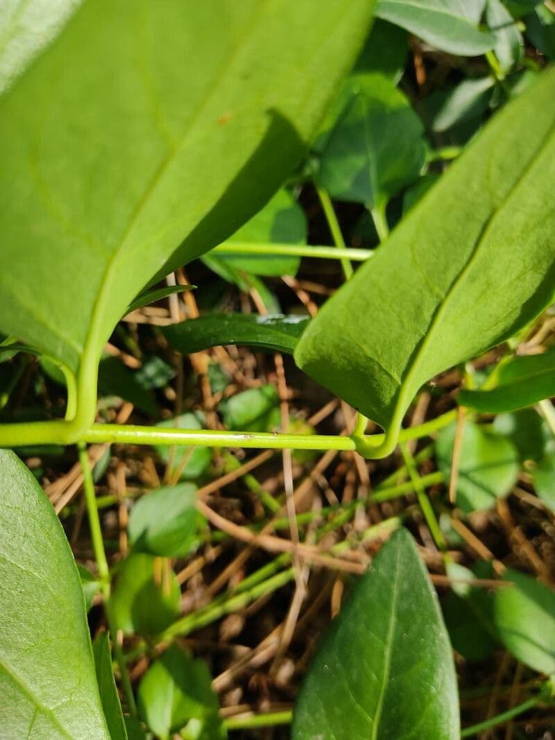 Pervinca difforme 18