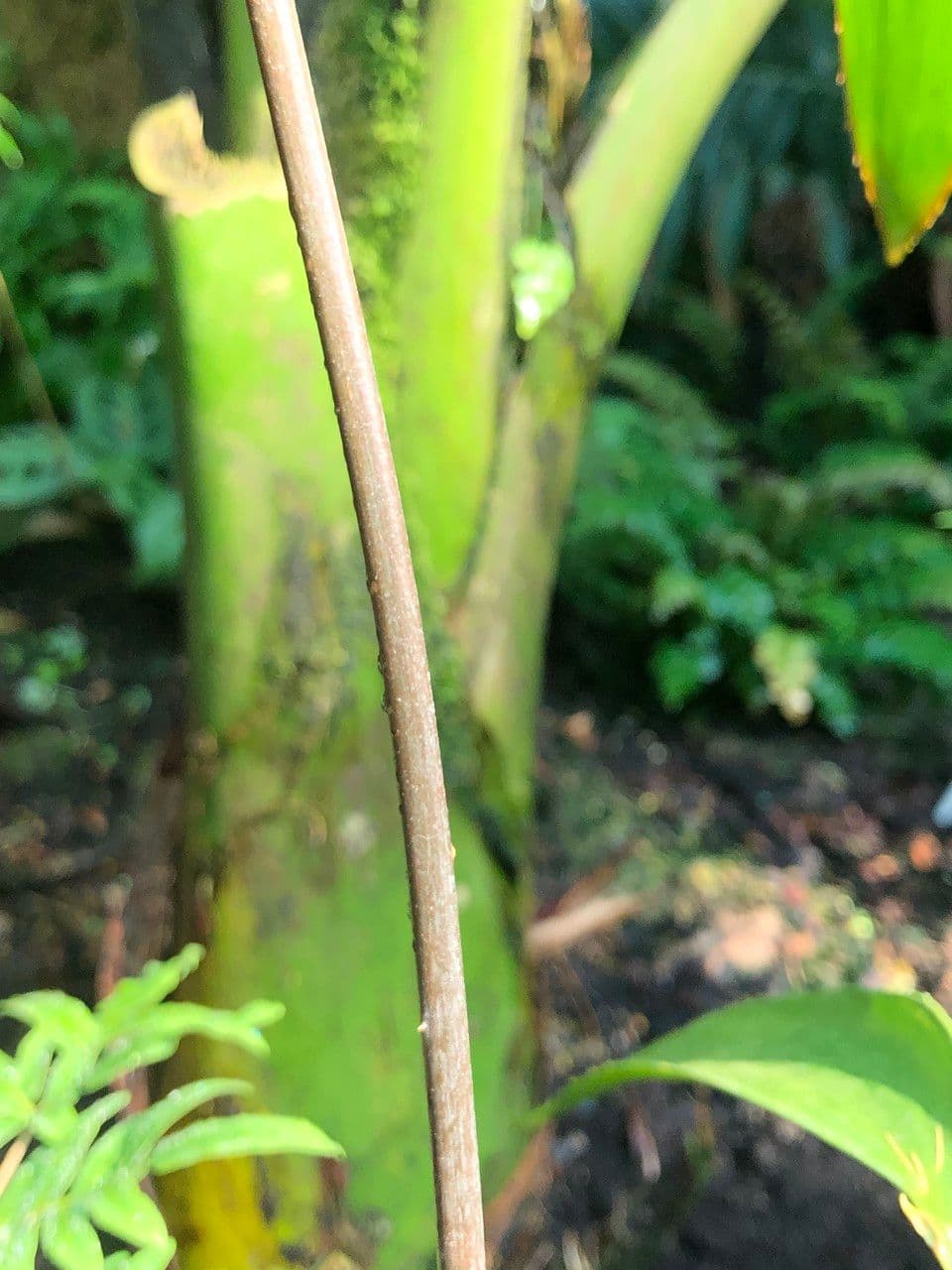 Zamia 11