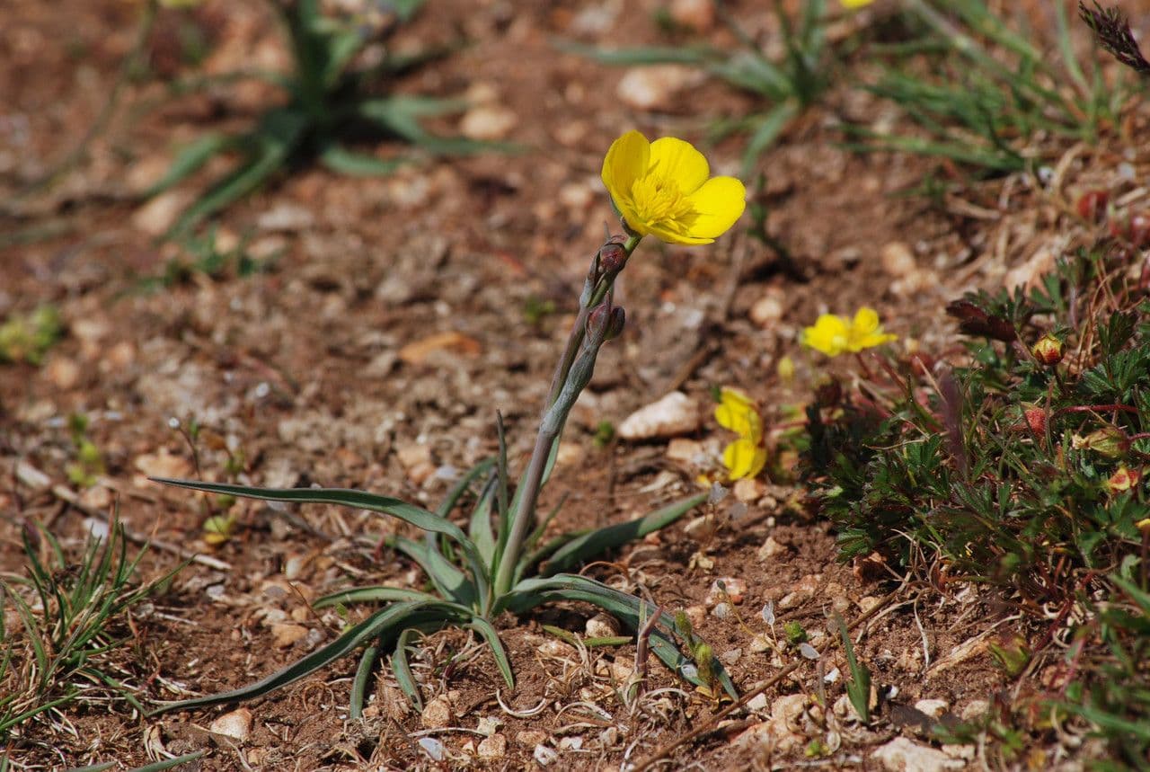 Ranunculus gramineus 11