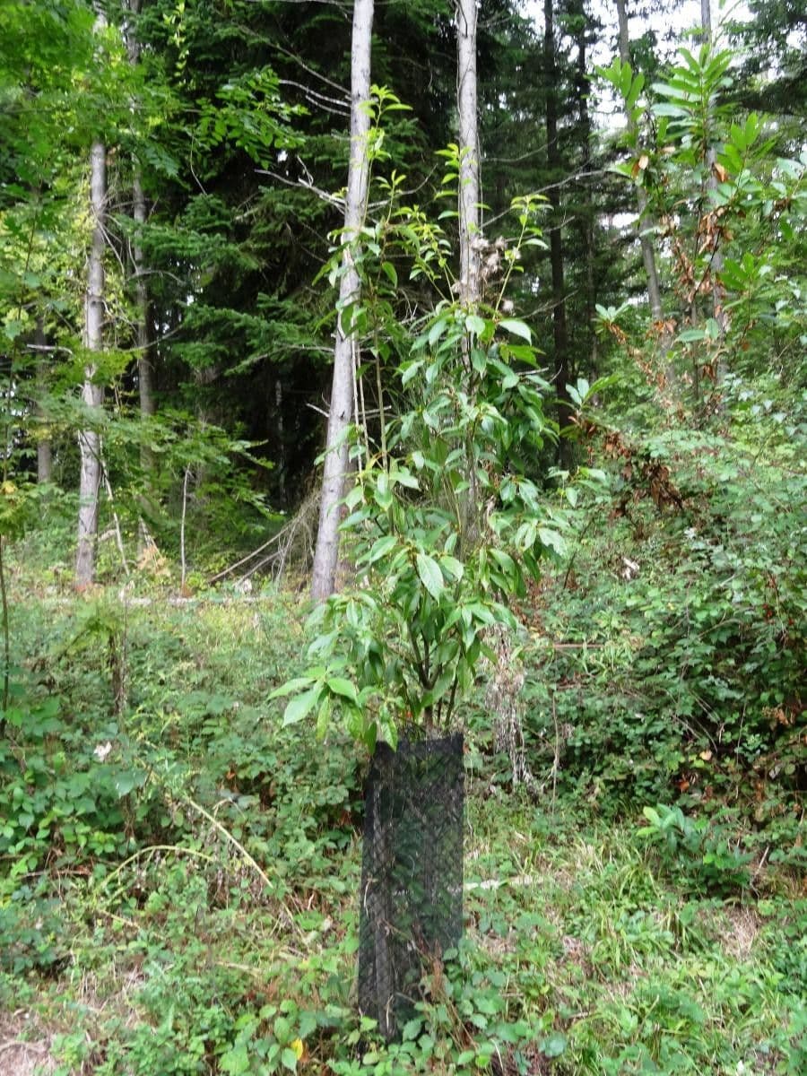 Quercia acuta 2