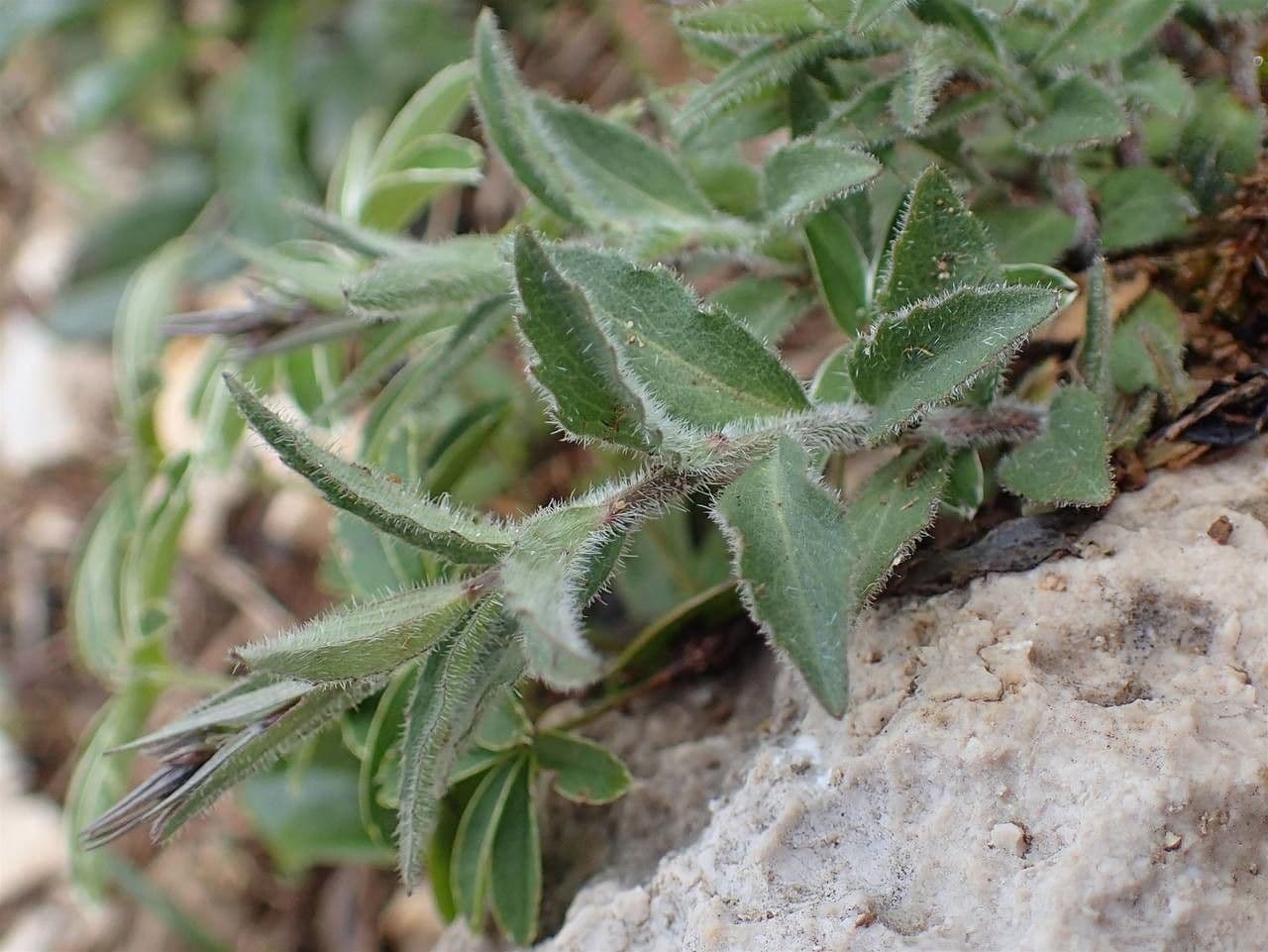 Campanula di Scheuchzer 24