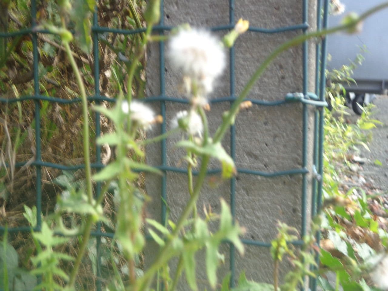 Radicchiella setolosa 28