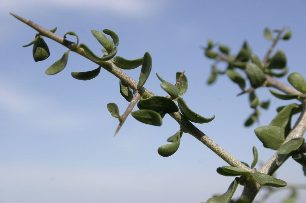 Licium europeo 26