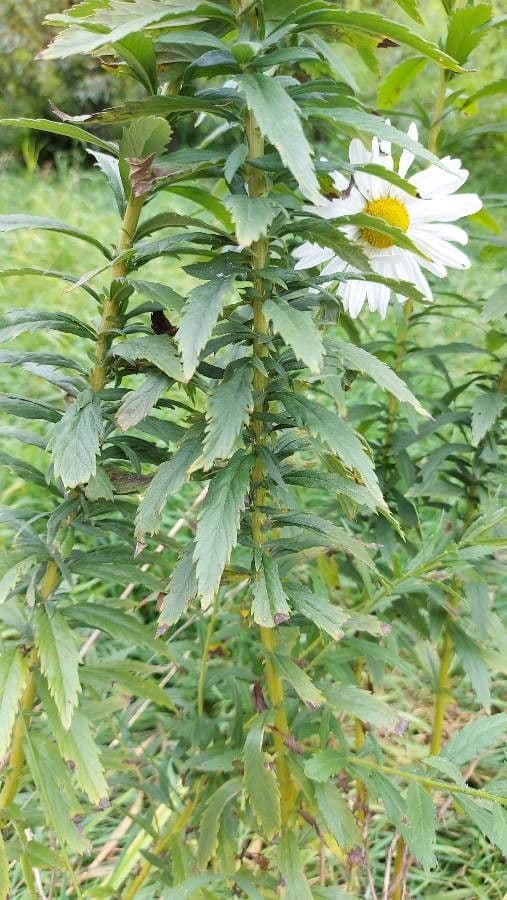 Späte Wucherblume 14