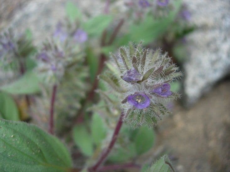 Phacelia 4