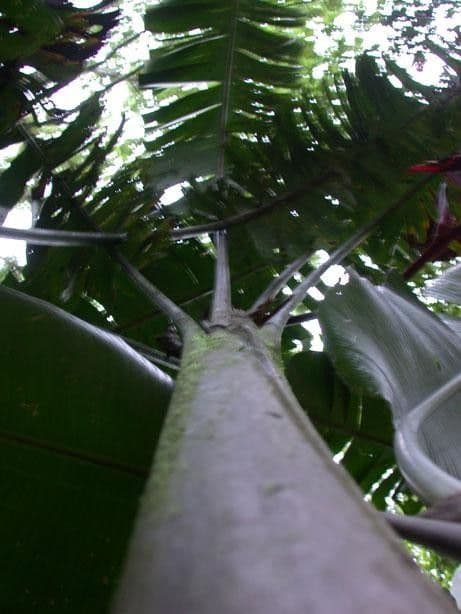 Helikonia brodata 17