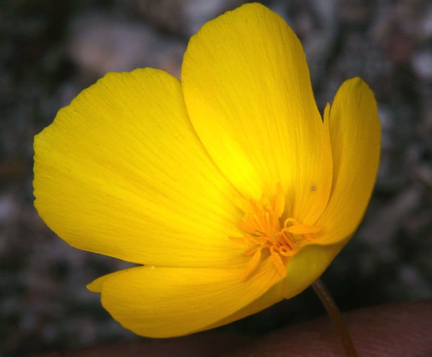 Wüsten-Mohn 3