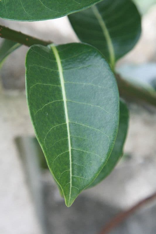 Cryptostegia 17