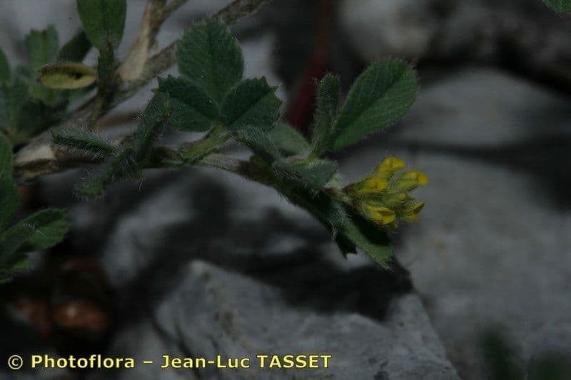 Medicago 4