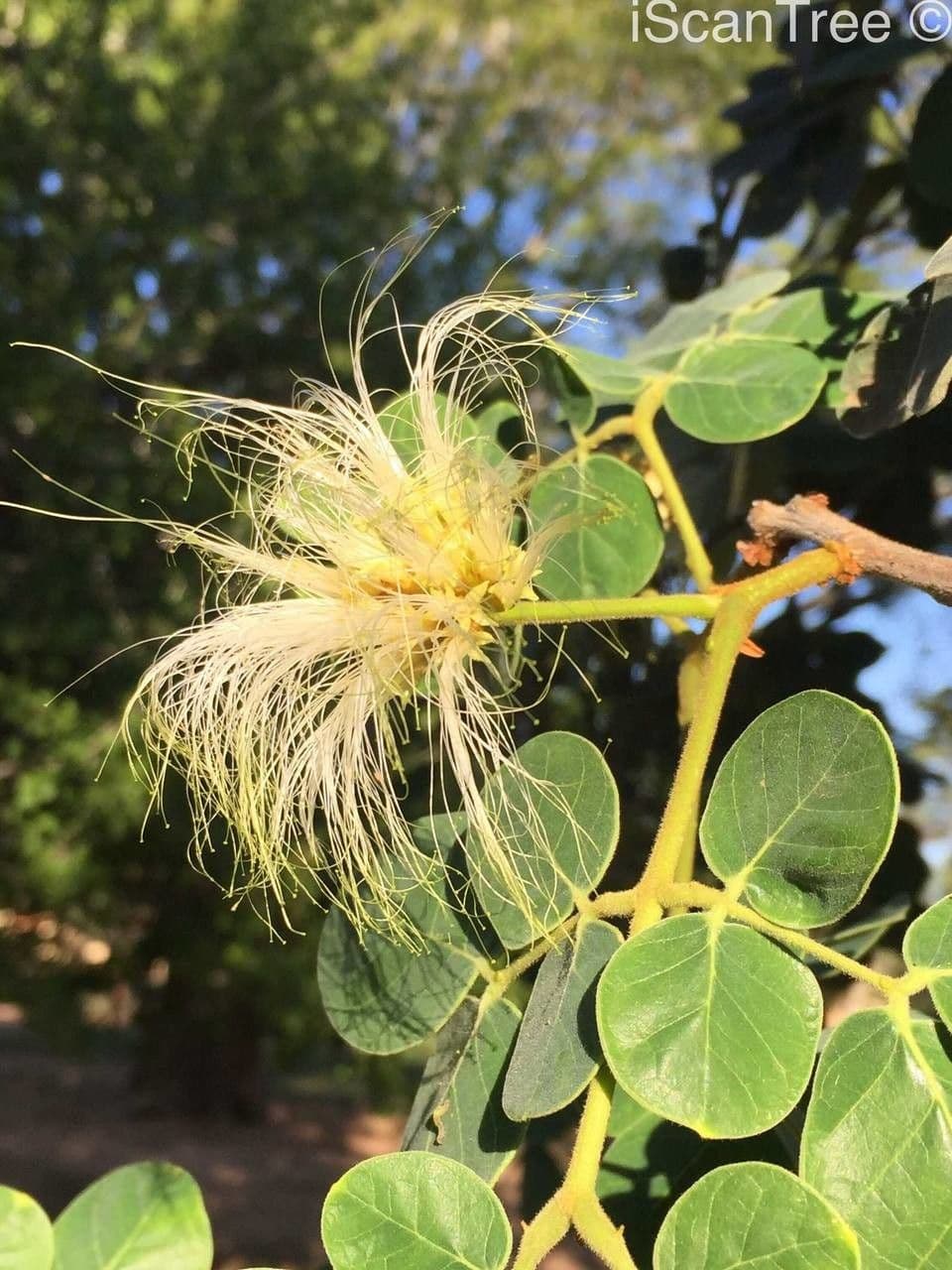 Albizia 6