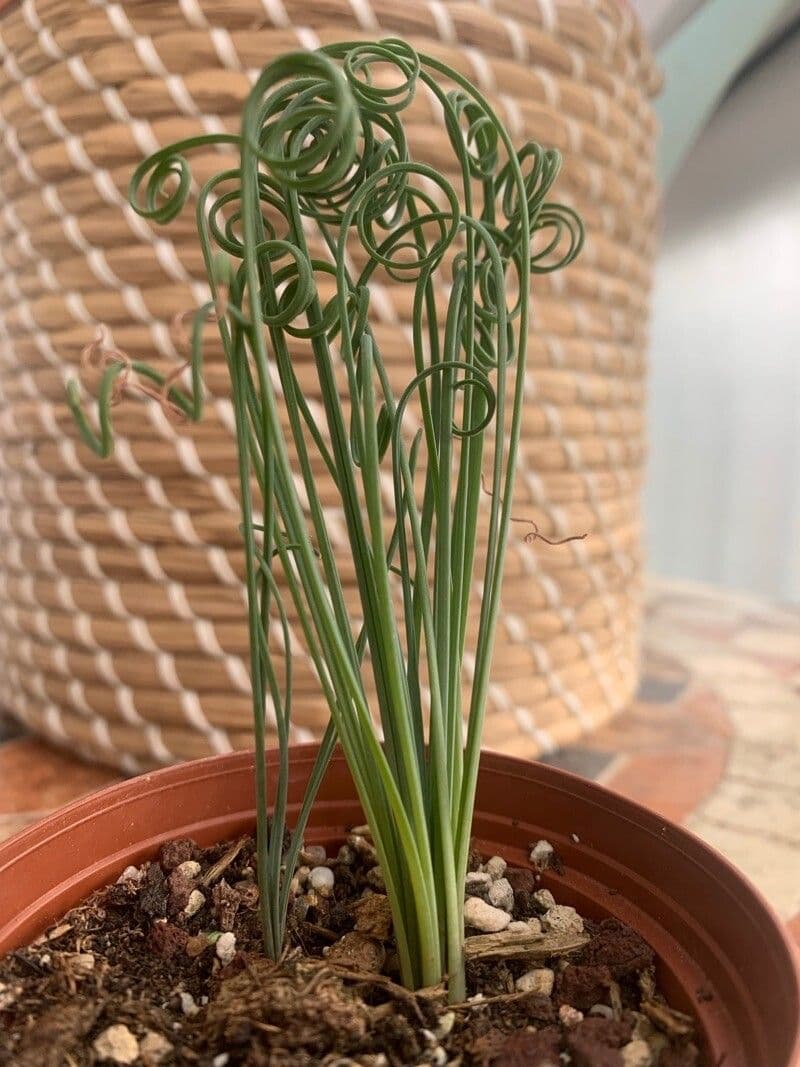 Albuca 8