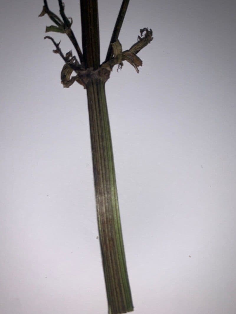 Hattoris Rispensegge 3