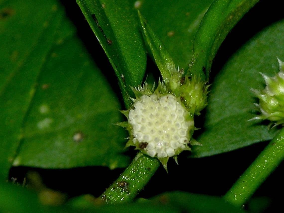 Struchium 3