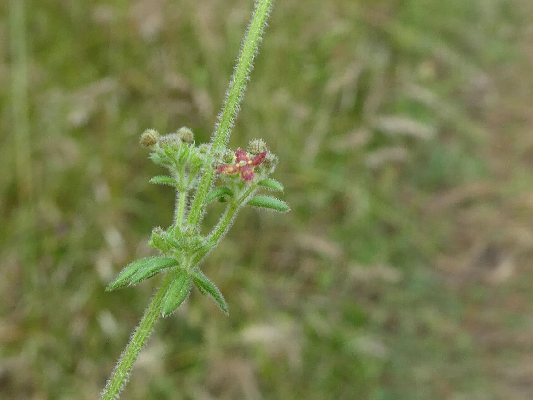 Galium 19