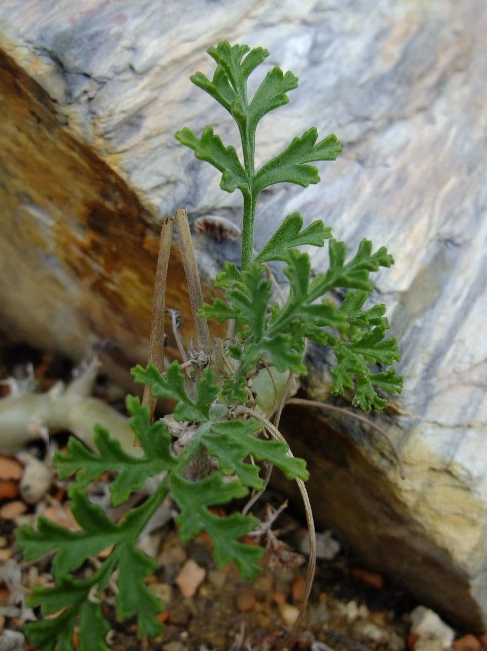 Pelargonium 15