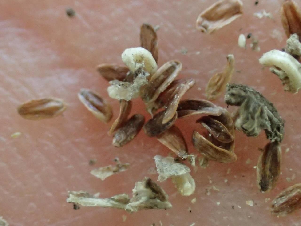 Campanula agglomerata 26