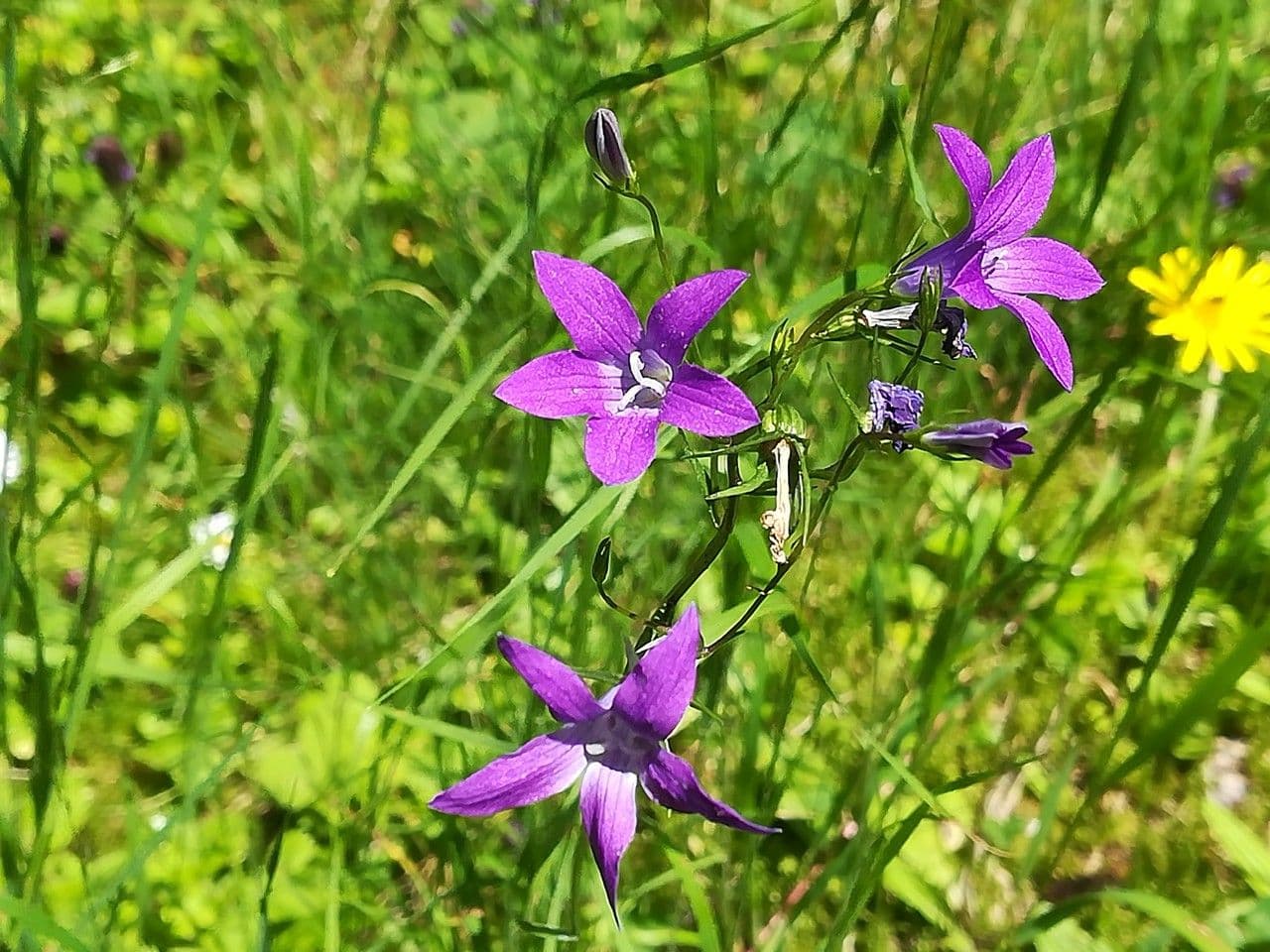 Campanula diffusa 9