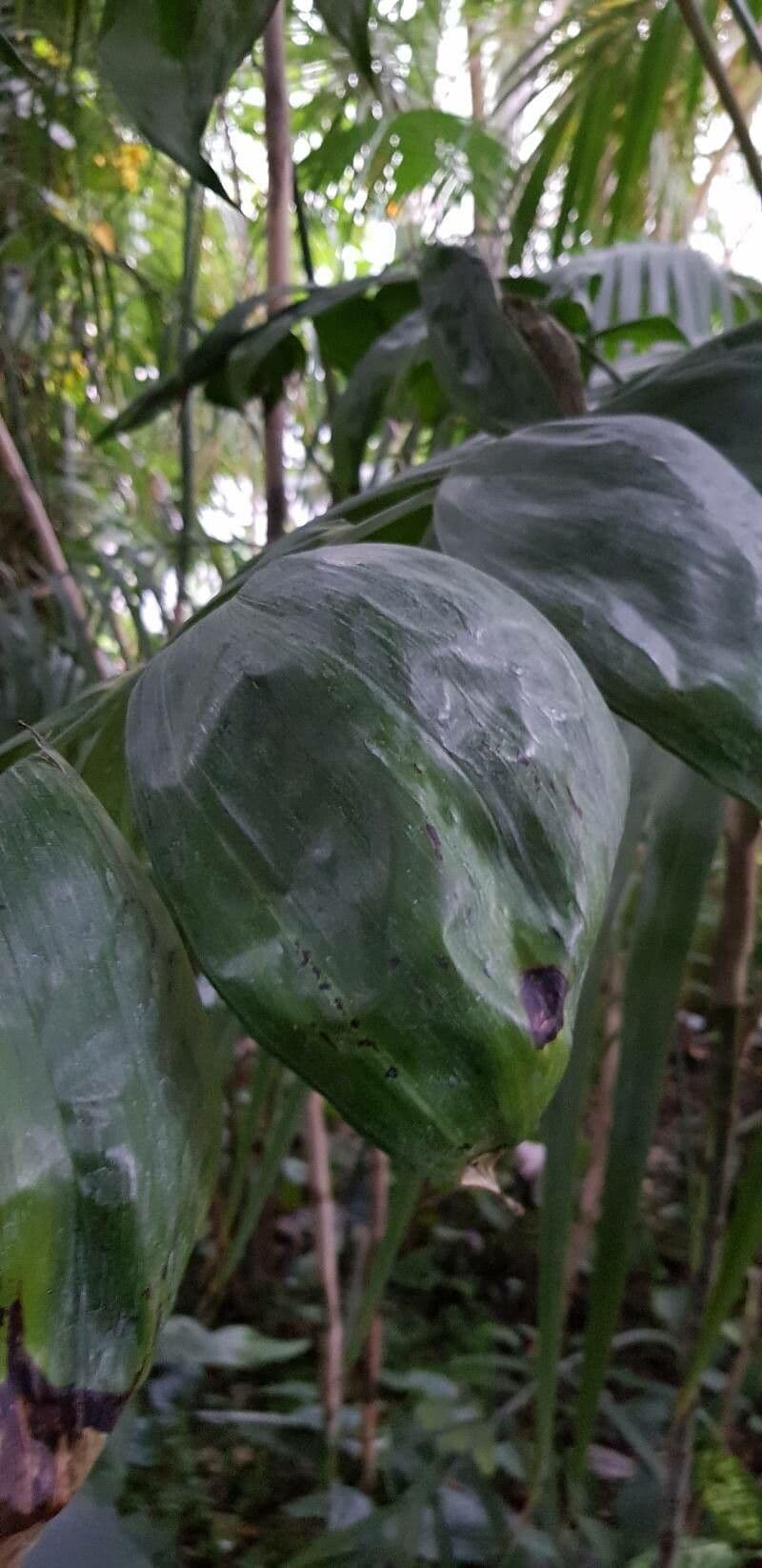 Chamaedorea oblongata 5