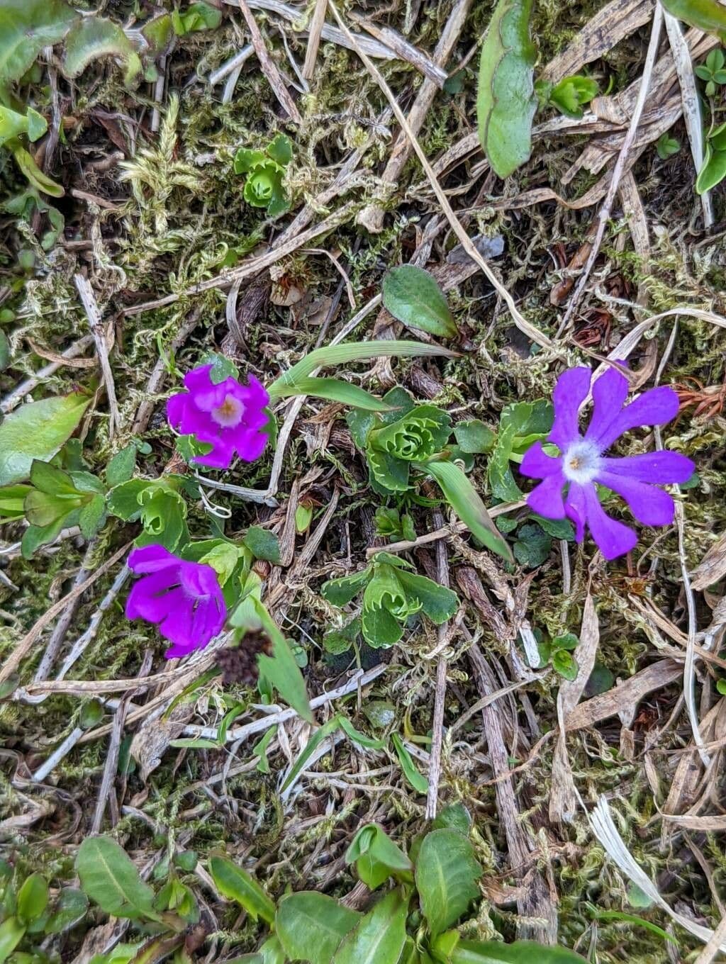 Primula 9