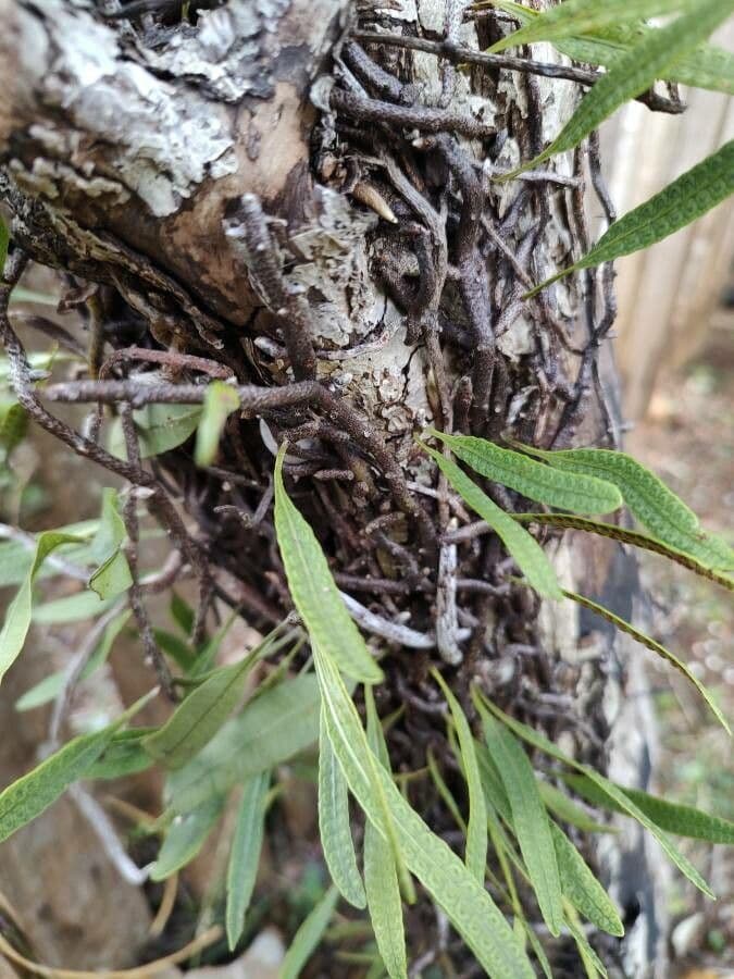 Mikrogramma 9