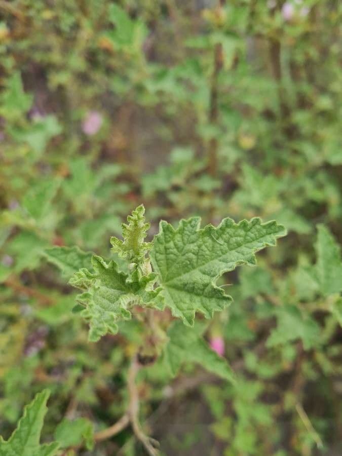 Anisodontea 11