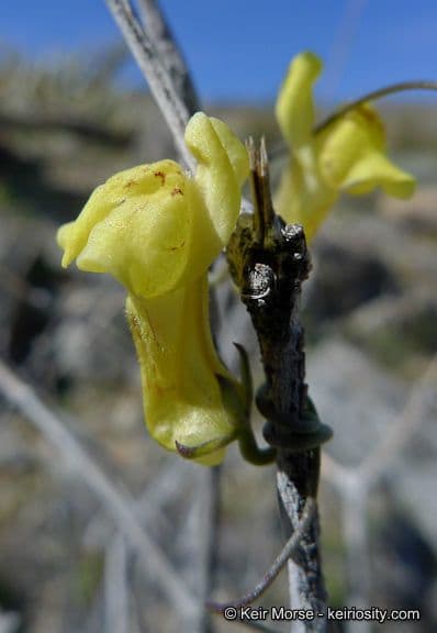 Neogaerrhinum 4