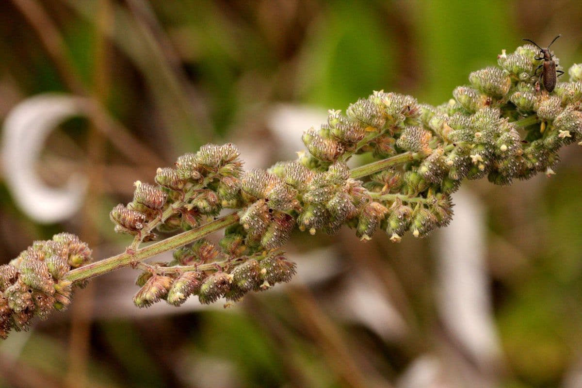 Mesosphaerum hřebenaté