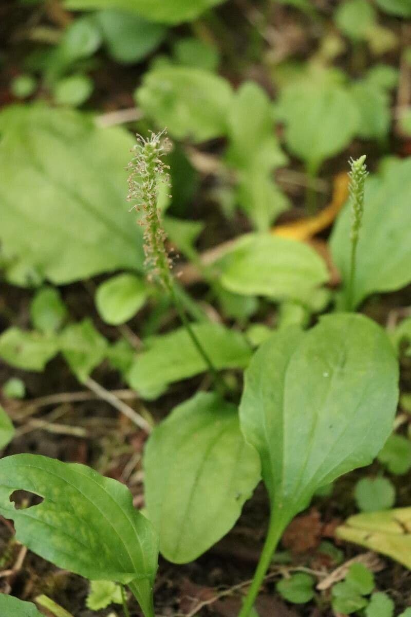 Plantago asiatica