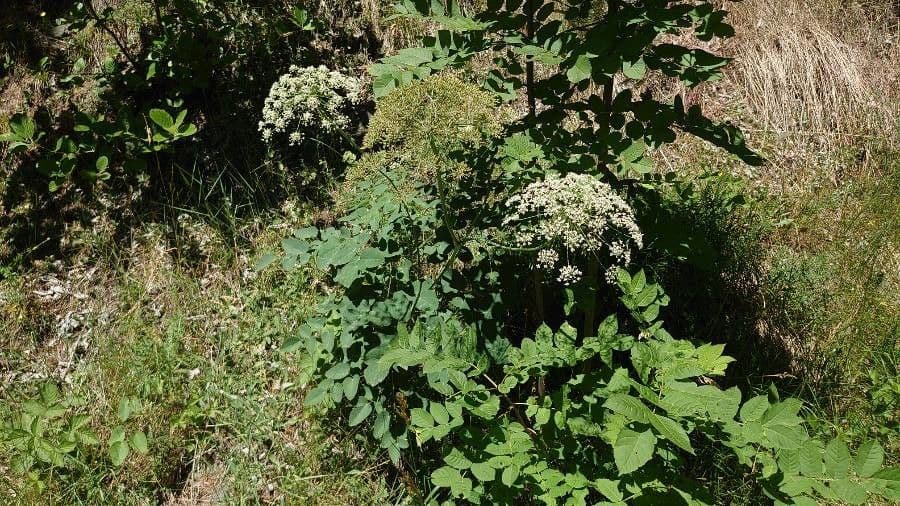 Broadleaf sermountain 15
