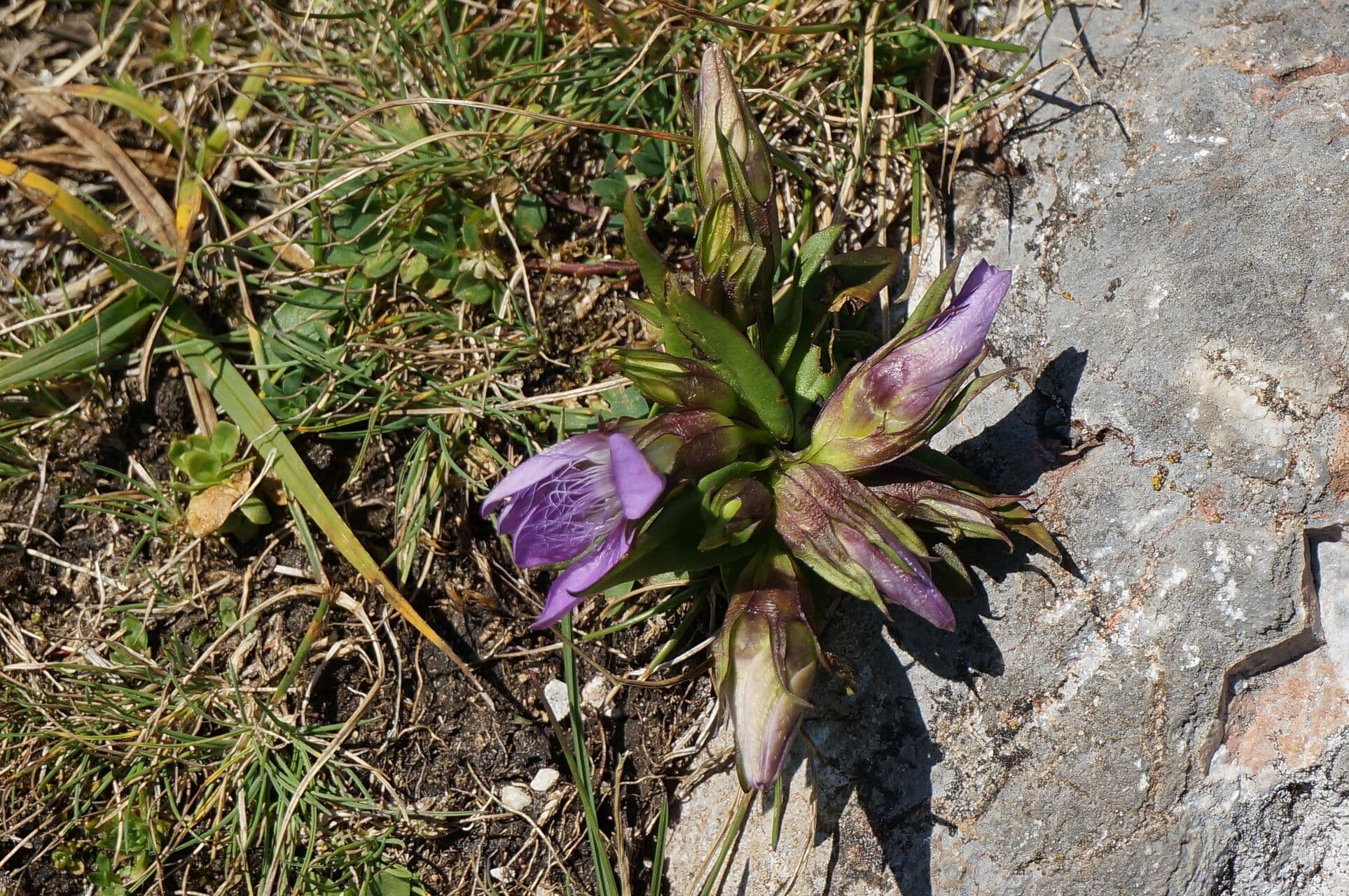 Genzianella austriaca 3