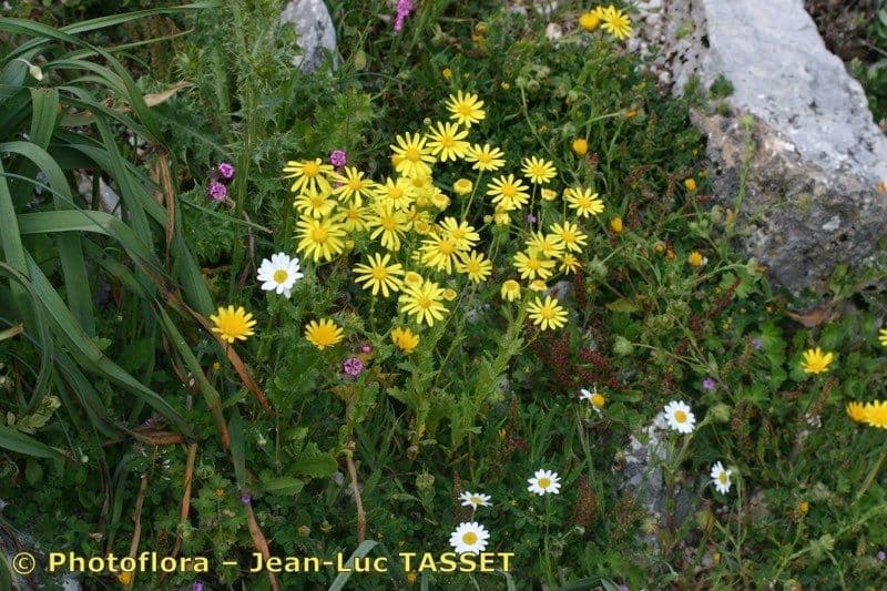 Senecio 8