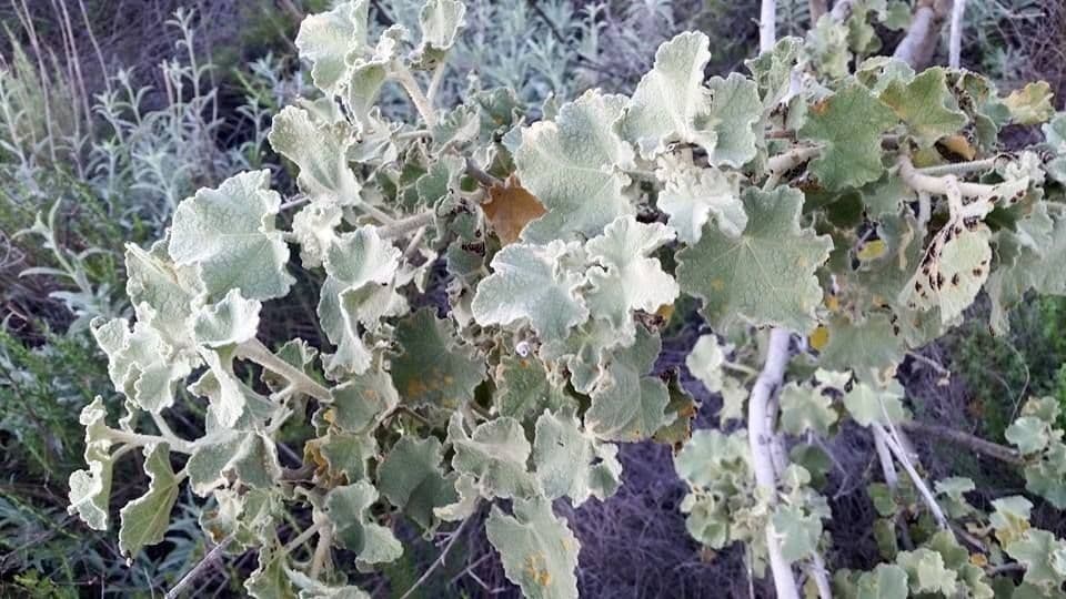 Malacothamnus 11