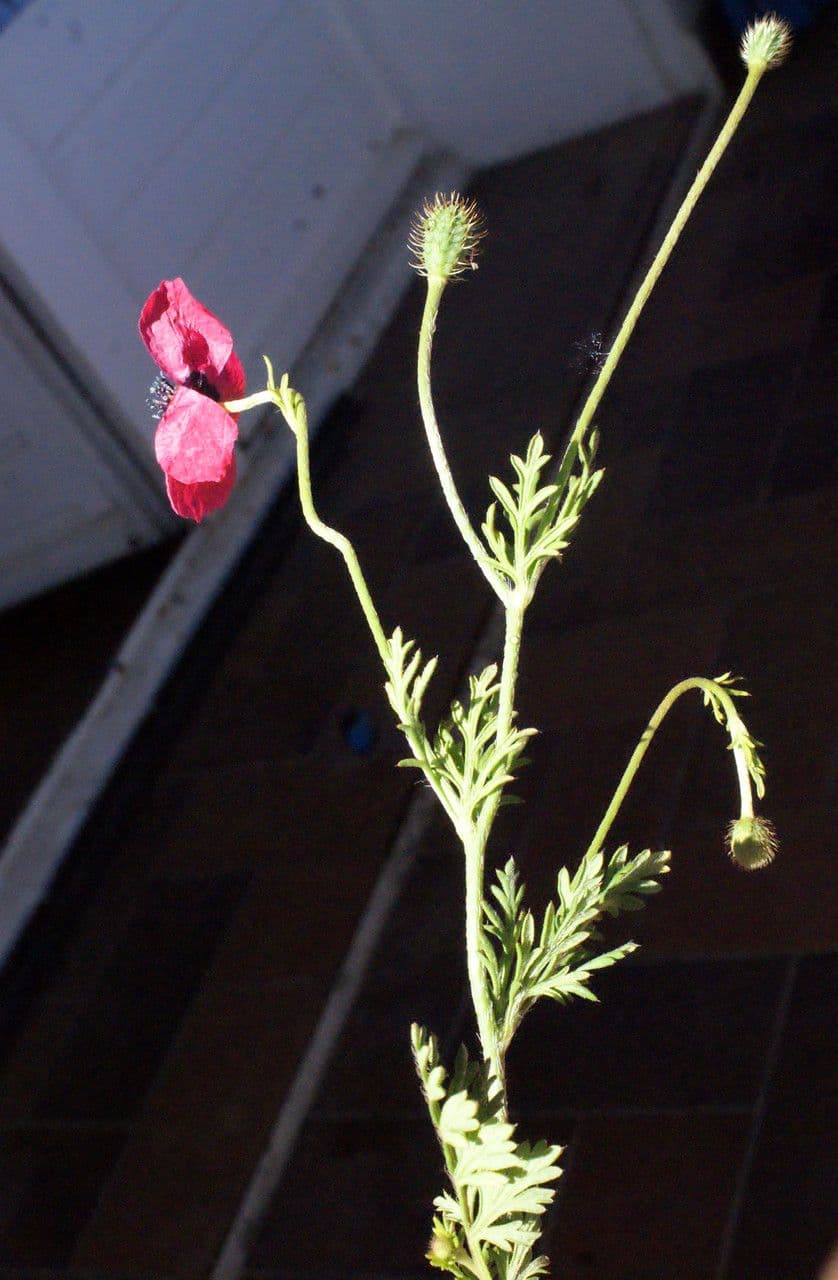 Bastard-Mohn 28