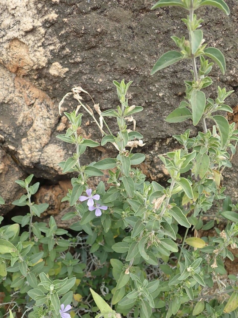 Barleria 8