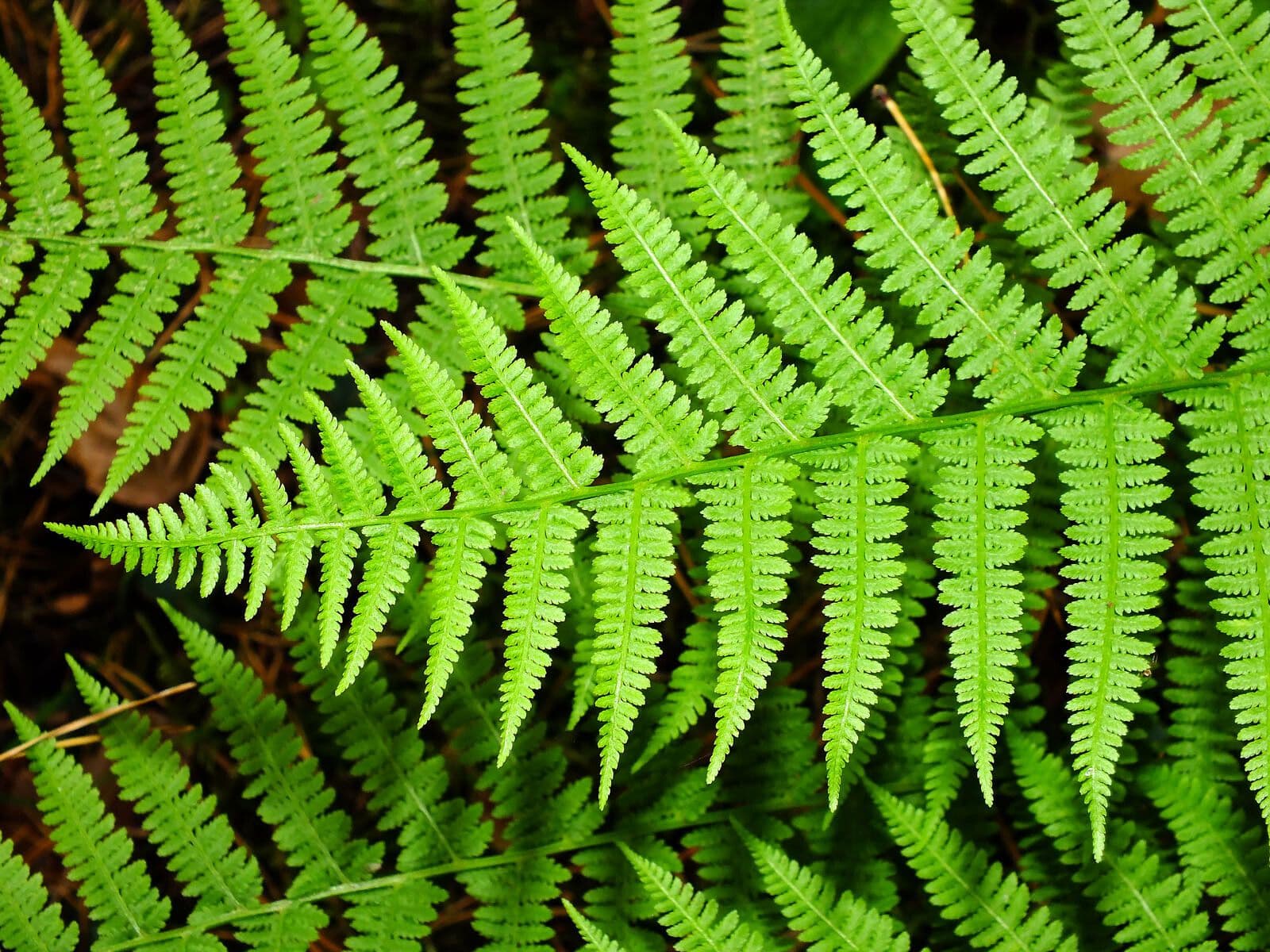 Deparia acrostichoides 8