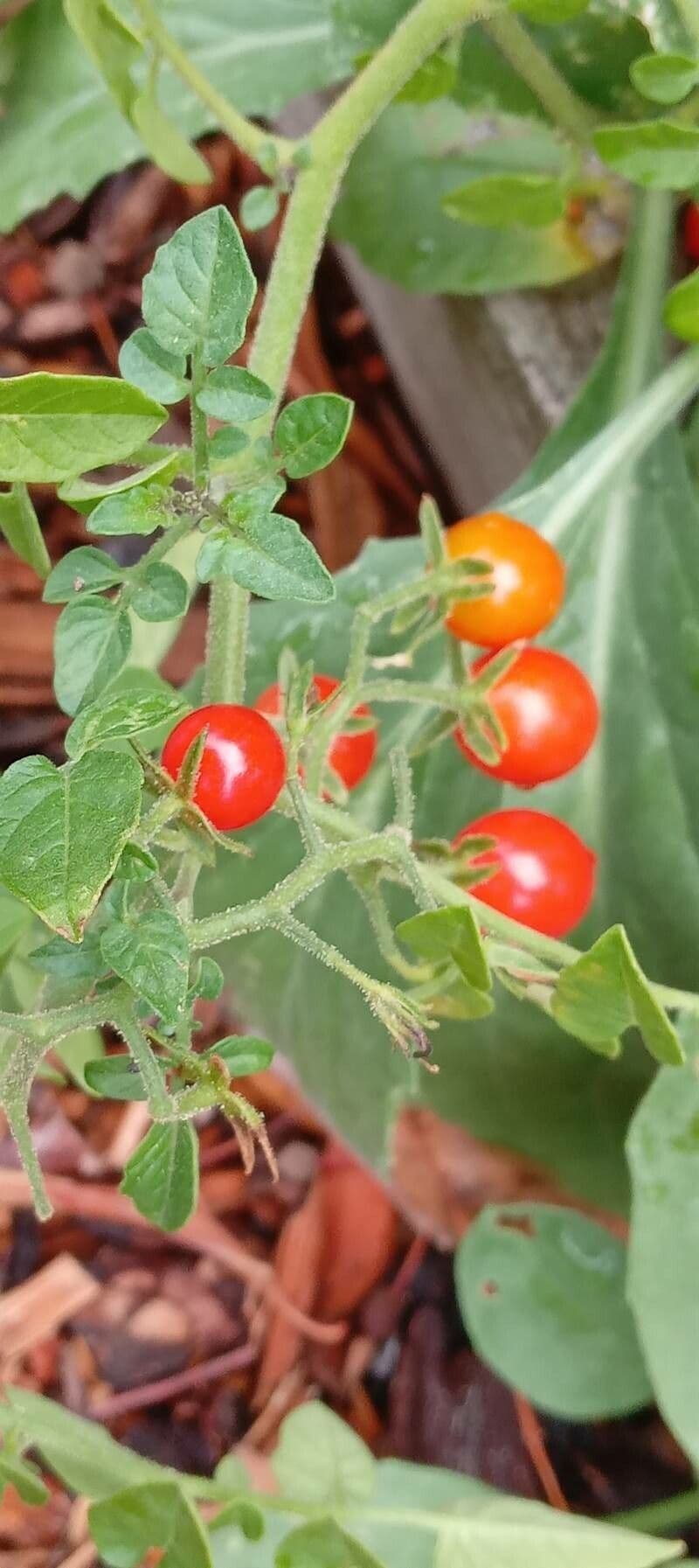 Pomodoro ribes 4