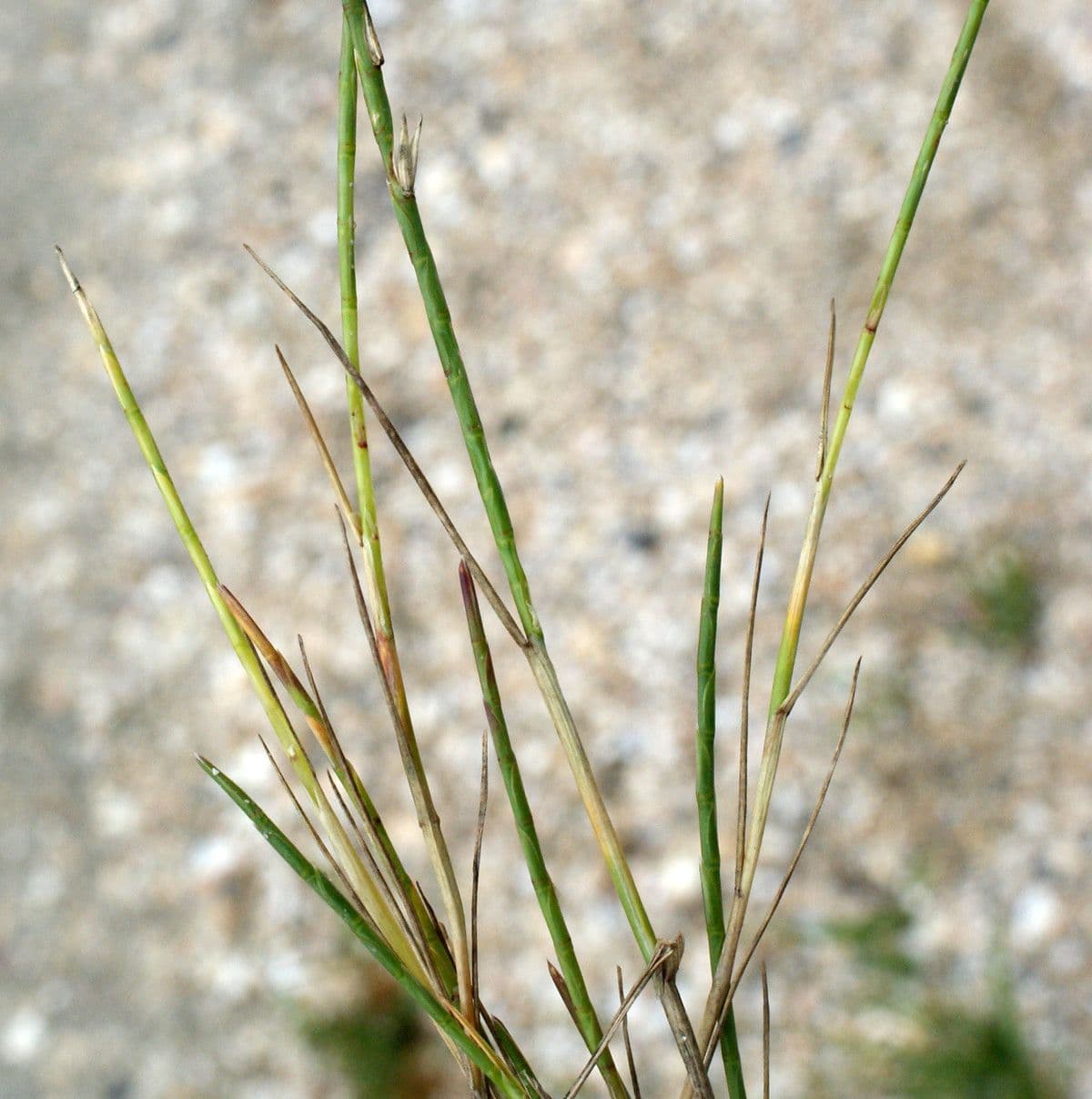 Parapholis strigosa 7