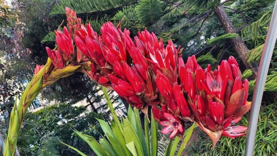 Doryanthes 5