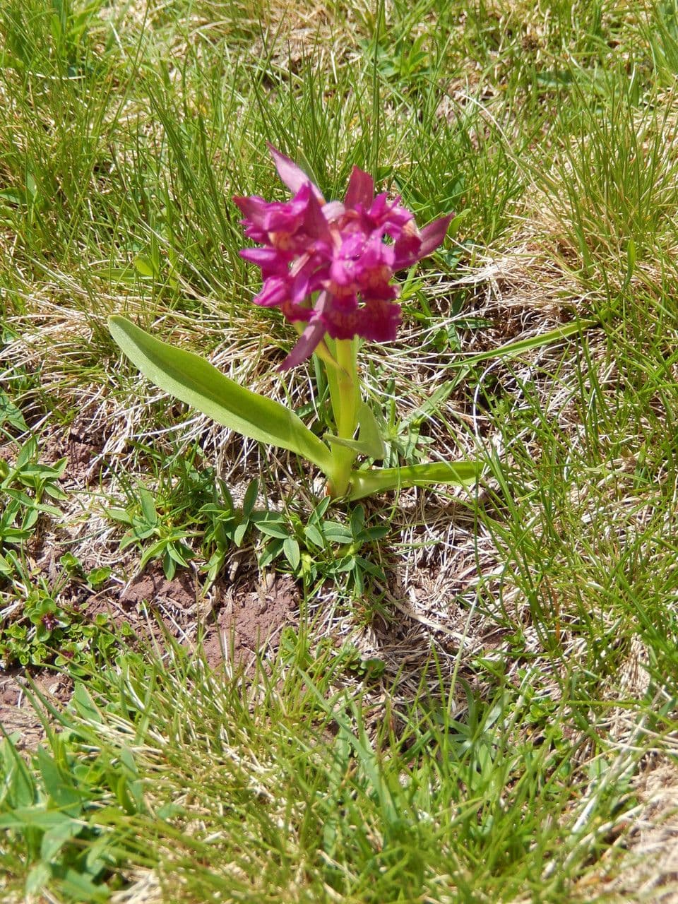 Orchidea sambucina 13