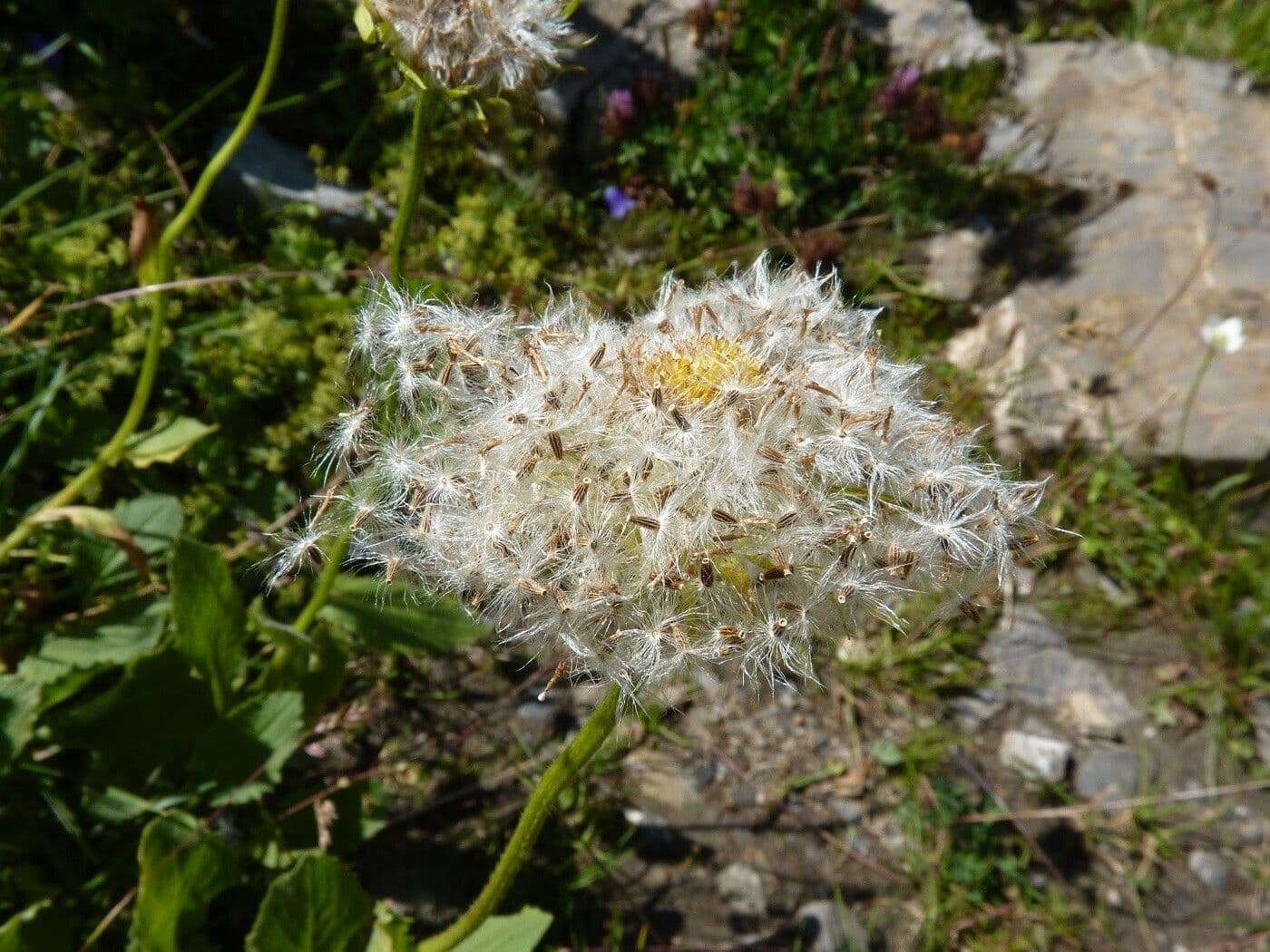 Doronico dei macereti 5