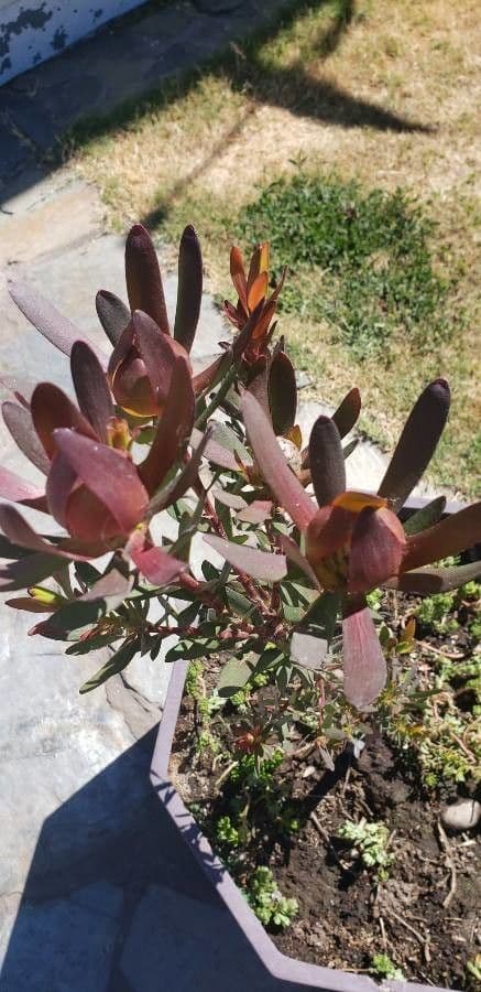 Leucadendron 3