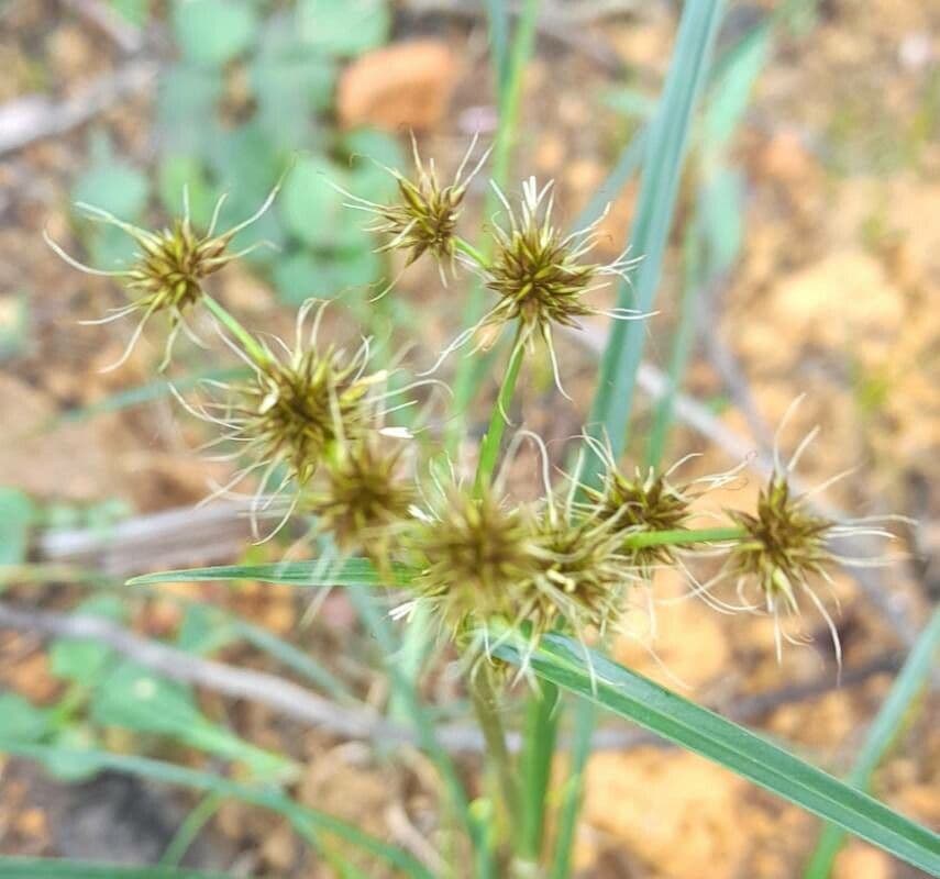 Rhynchospora 5
